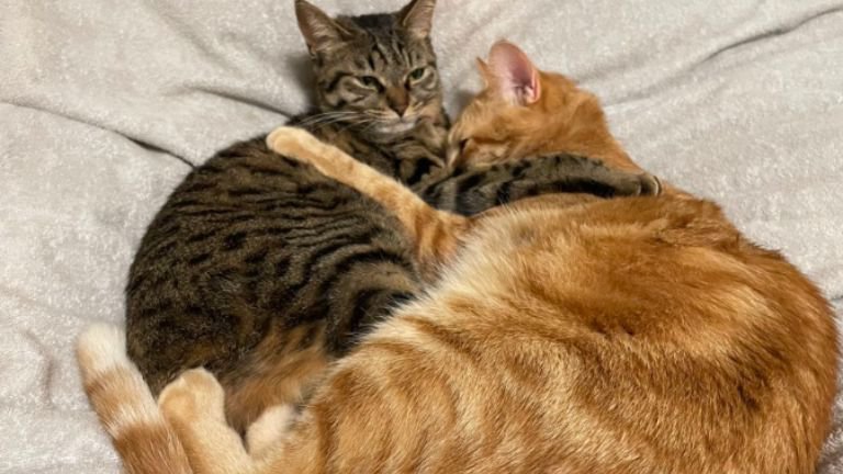 寝ている二匹の猫