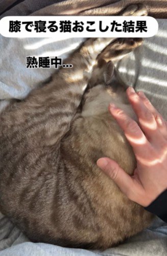 熟睡中の猫
