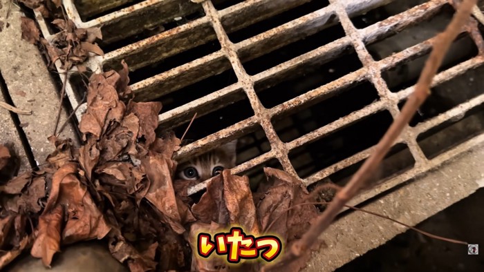 テロップ「いたっ！」