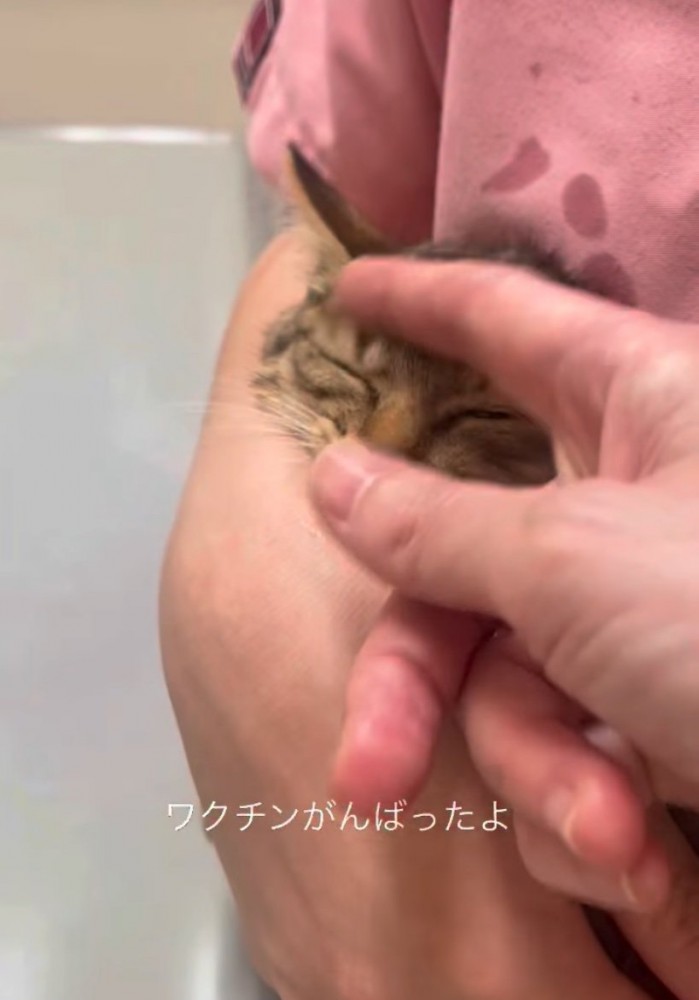 頭を撫でられる子猫