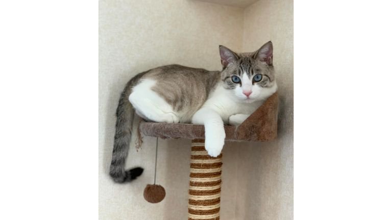 くつろいでいる猫