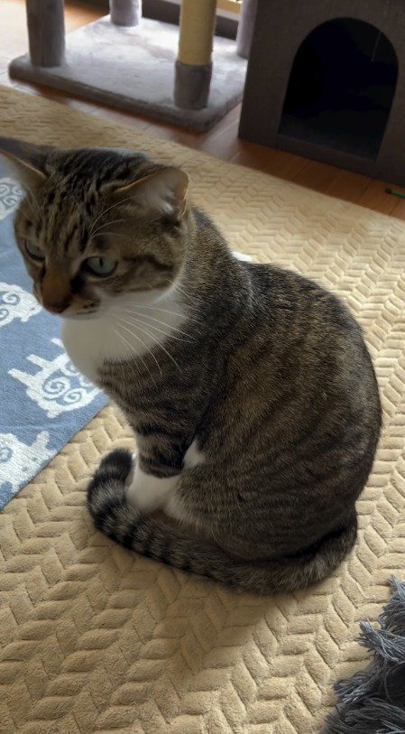 飼い主に「お留守番」と言われて俯く猫