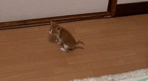 振り返る子猫