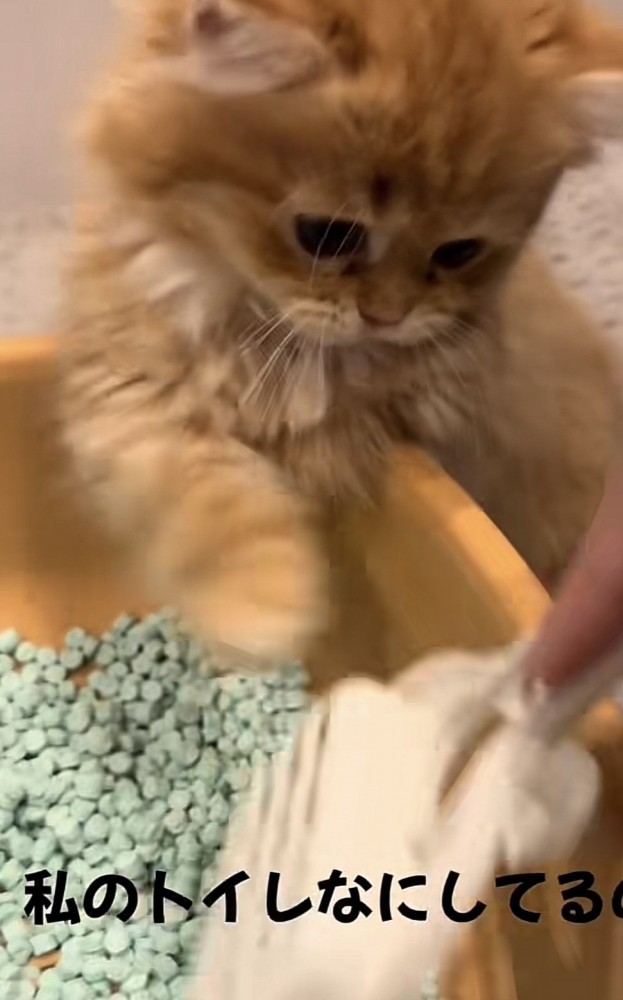 「私のトイレになにしてるの!」のテロップ写真