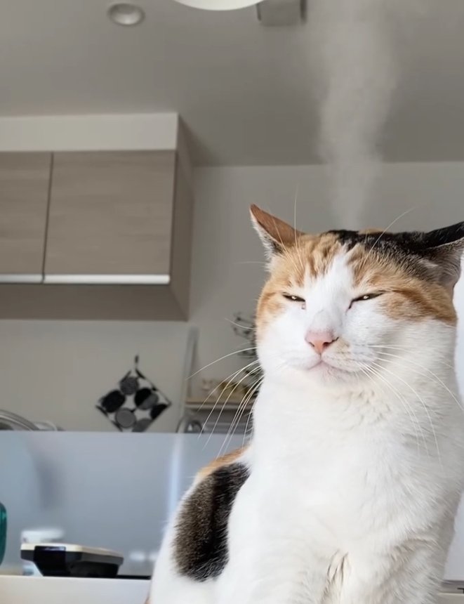 頭から湯気を出している目を細めた猫(半身)