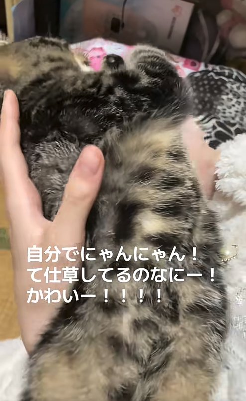 飼い主に抱っこされて体を捻ってそっぽを向いている猫