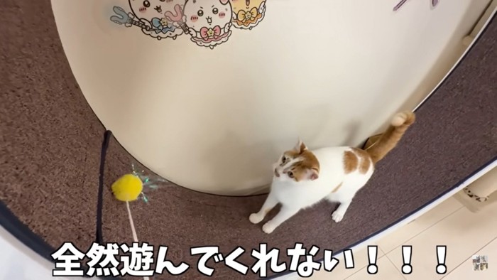 飼い主さんの誘いを『無視』