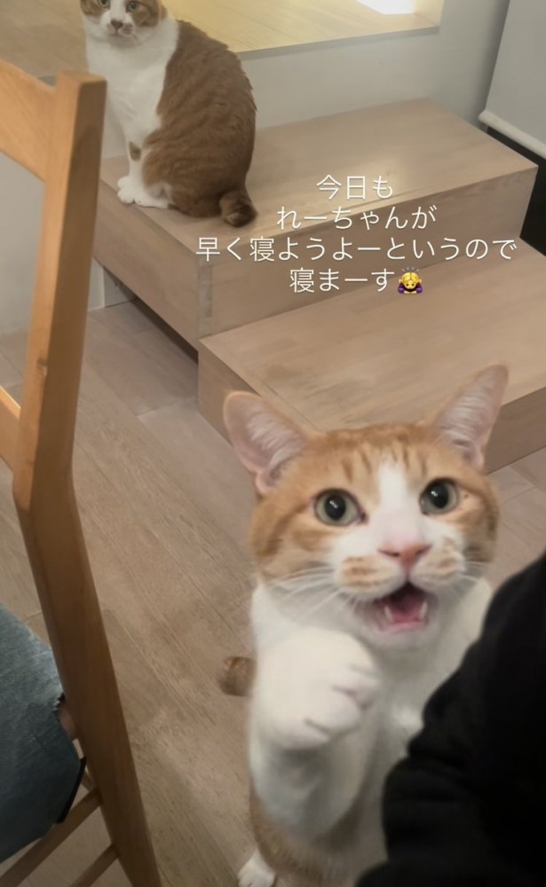 ママをベッドに誘う茶白猫と後ろの階段に座る茶白猫