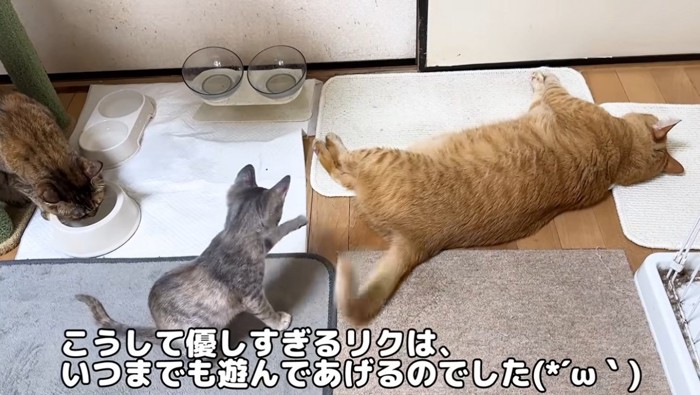 しっぽで遊ぶ子猫と遊ばせる猫