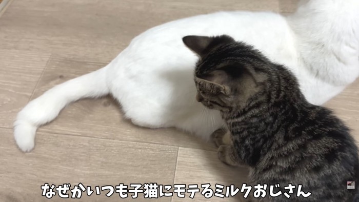 テロップ「なぜかいつも子猫に～」