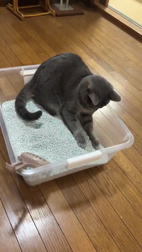 下を見る猫