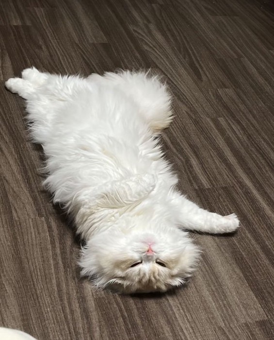 フローリングで仰向けで寝るスコティッシュフォールド