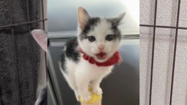 ケージの中の子猫