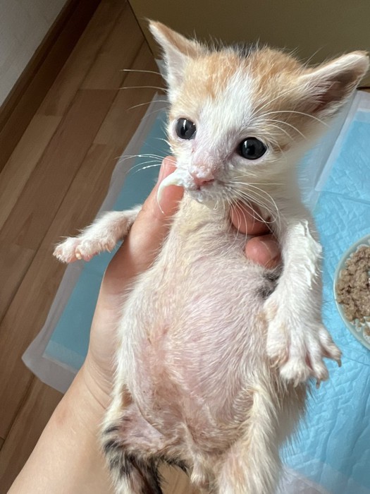 口にミルクをいっぱいつけて投稿主を見つめる子猫