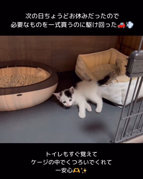 顔をあげる猫