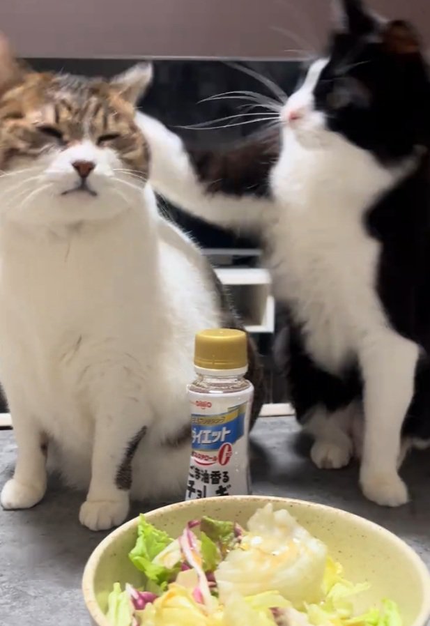 猫パンチするぬいちゃん