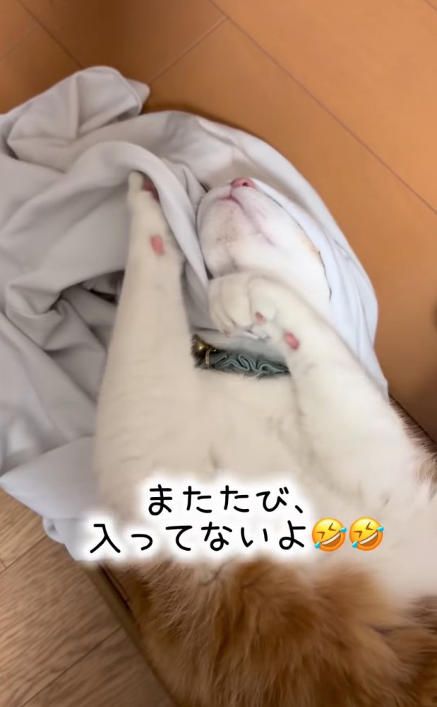 シャツに頭を突っ込む猫2