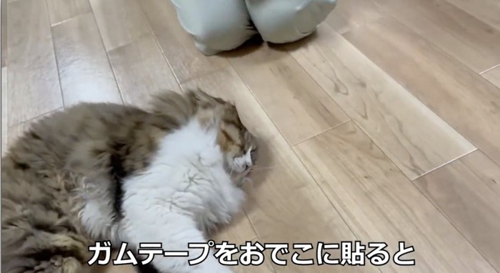 床に寝そべる猫