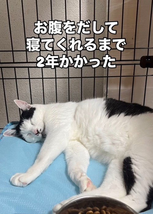 横になって寝る猫