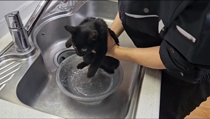 猫を水の入った桶に入れる男性