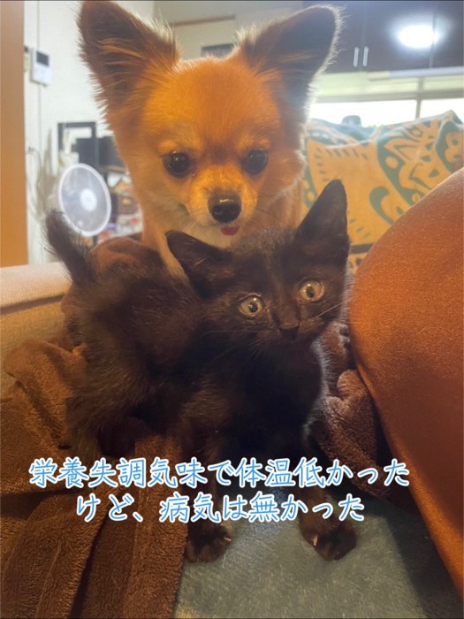 カメラ目線の犬と子猫