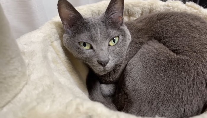 ベッドのハムちゃん