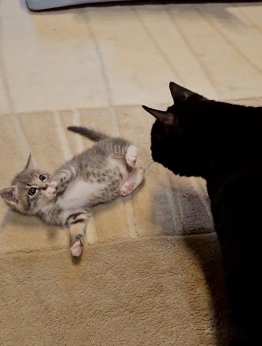 仰向けに寝転ぶ子猫