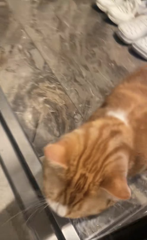 玄関にいる猫の後頭部