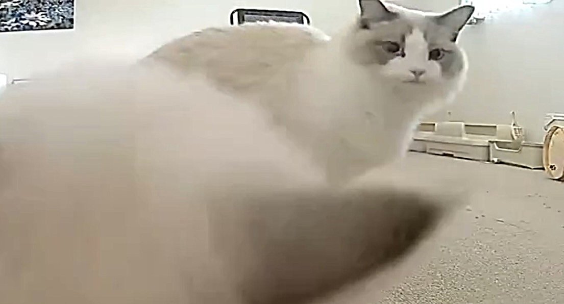 切なそうな表情を浮かべるラグドール