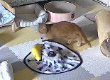 ねこじゃらしの部品を咥えておもちゃの本体の周りを歩く猫