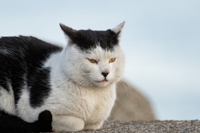 カツラ柄の猫