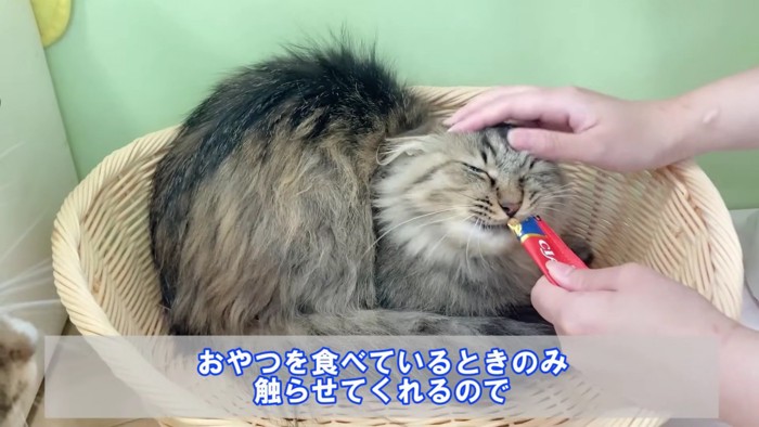 撫でられる猫