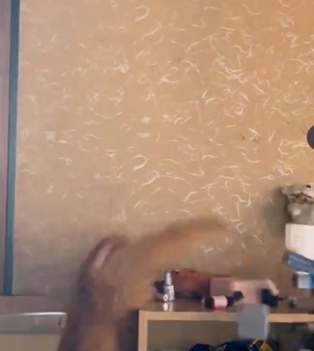 下まで落ちる猫