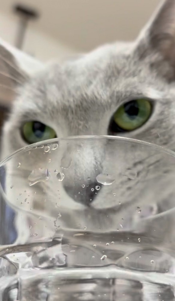 猫が水を飲んでいる写真1