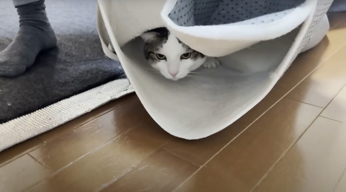 カーペットの中にいる猫