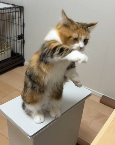 後ろ足で立って前足をおろす猫