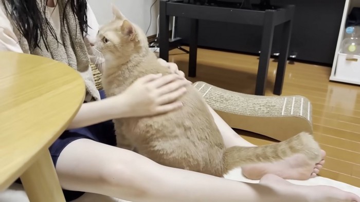 脚の隙間に収まり背中を撫でられる猫ちゃん