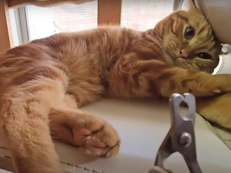 爪切りと猫