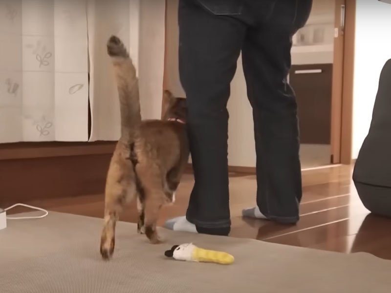 足元にすり寄る猫