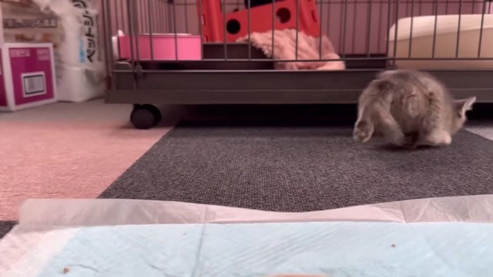 ケージの下に潜ろうとする子猫のおしり