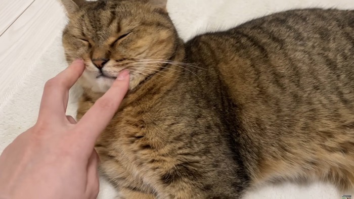 ミヌエットのひげ袋を触る様子
