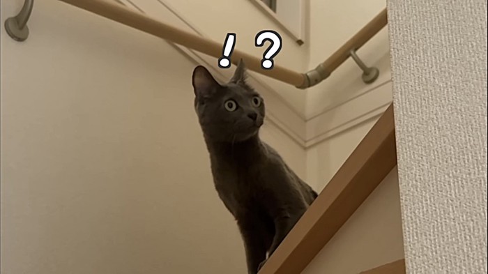 何かを気にする様子のグレーの短毛猫