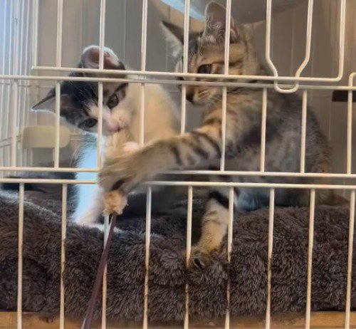 ケージの外にある猫じゃらしに前足を伸ばす子猫