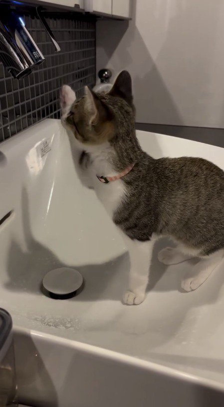 水道のセンサーに前足を伸ばす子猫