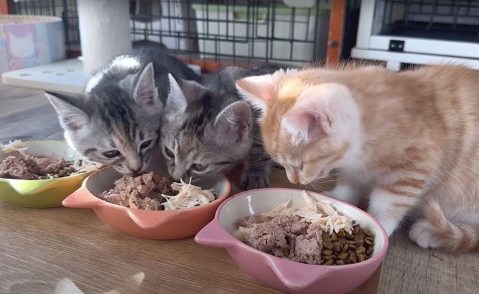 ご飯を横取りする子猫