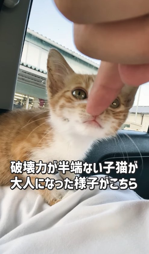 差し出された指の匂いを嗅ぐ子猫
