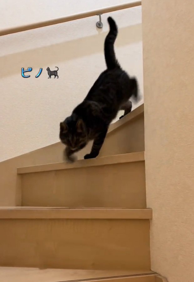 階段を下りる猫