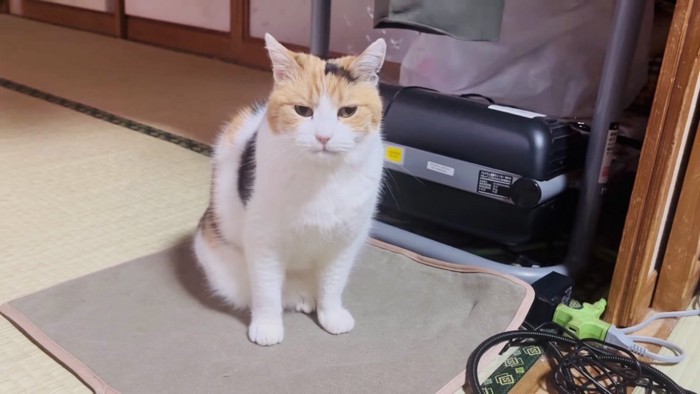 敷物に座っている三毛猫