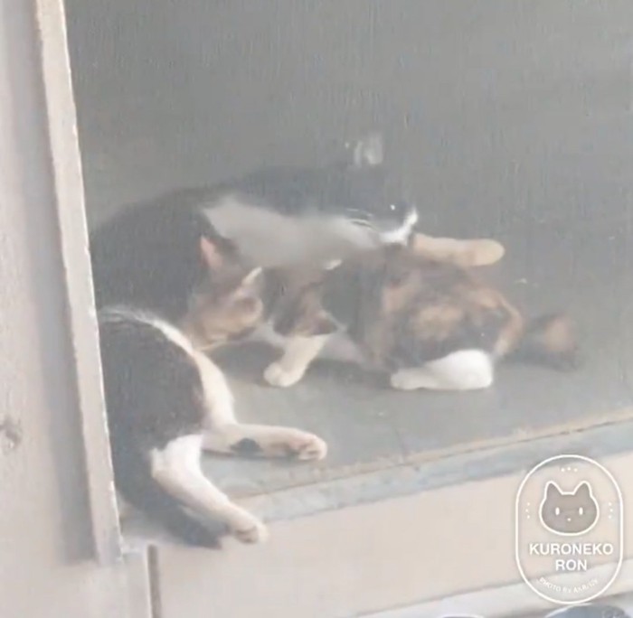 毛繕いする母猫