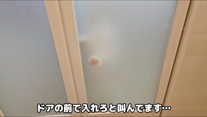 浴室のドアに浮かび上がる猫の前足のシルエット